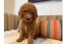 Cute Mini Goldendoodle Poodle Mix Pup