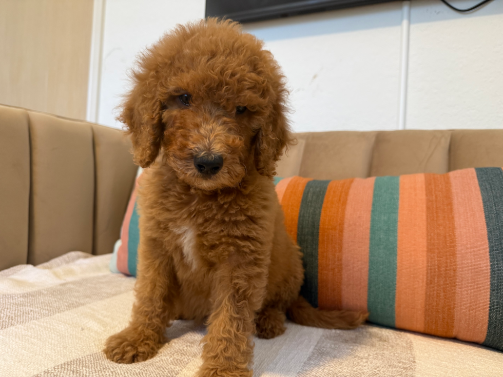 Cute Mini Goldendoodle Poodle Mix Pup