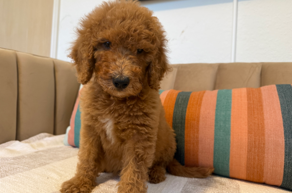 0 week old Mini Goldendoodle Puppy For Sale - Seaside Pups