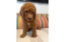 Mini Goldendoodle Pup Being Cute