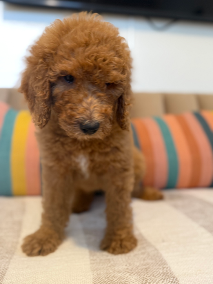 Mini Goldendoodle Pup Being Cute