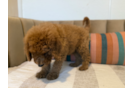 Cute Mini Goldenpoo Poodle Mix Puppy