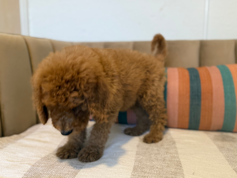Cute Mini Goldenpoo Poodle Mix Puppy