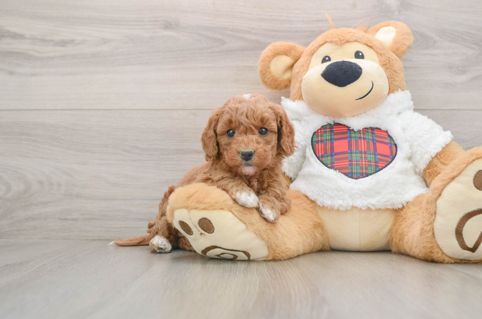 5 week old Mini Goldendoodle Puppy For Sale - Seaside Pups