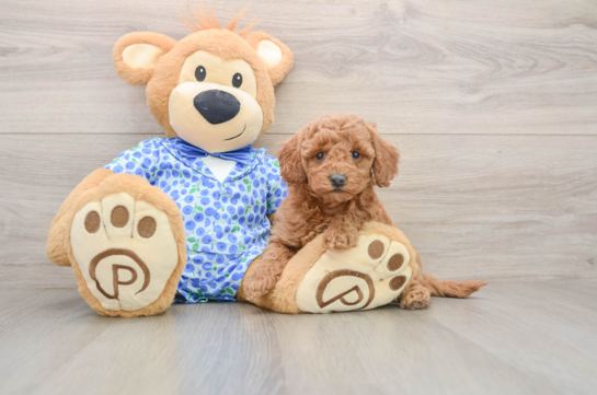 Best Mini Goldendoodle Baby