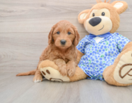 7 week old Mini Goldendoodle Puppy For Sale - Seaside Pups