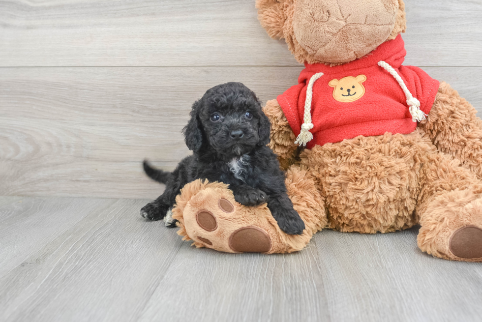 Mini Goldendoodle Pup Being Cute