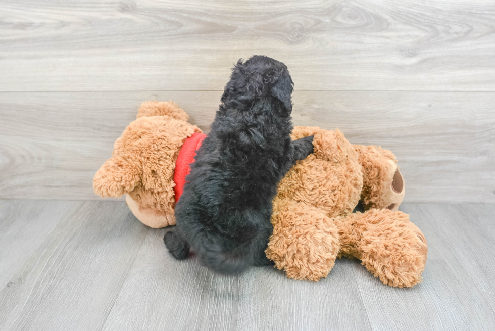 Cute Mini Goldendoodle Baby