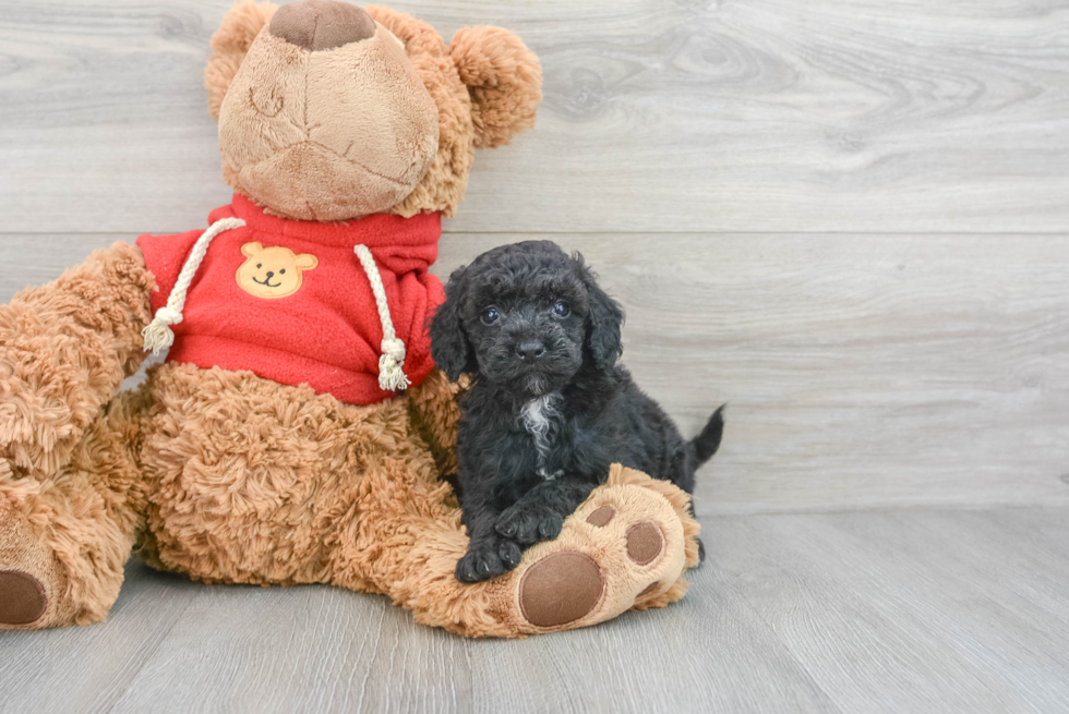 Best Mini Goldendoodle Baby