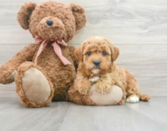 7 week old Mini Goldendoodle Puppy For Sale - Seaside Pups