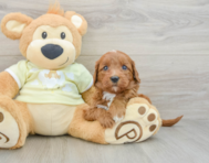 7 week old Mini Goldendoodle Puppy For Sale - Seaside Pups