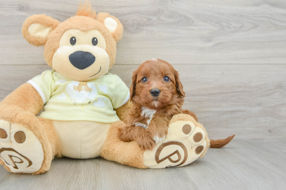 6 week old Mini Goldendoodle Puppy For Sale - Seaside Pups