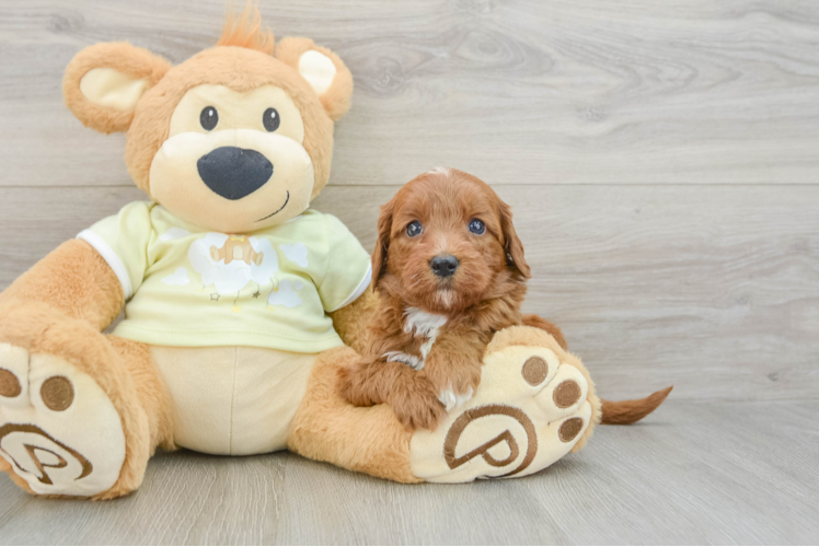 Meet Ego - our Mini Goldendoodle Puppy Photo  1/3 - Seaside Pups Sweet Mini Goldendoodle Baby