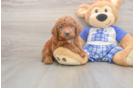 Meet Ego - our Mini Goldendoodle Puppy Photo  2/3 - Seaside Pups Petite Mini Goldendoodle Poodle Mix Pup