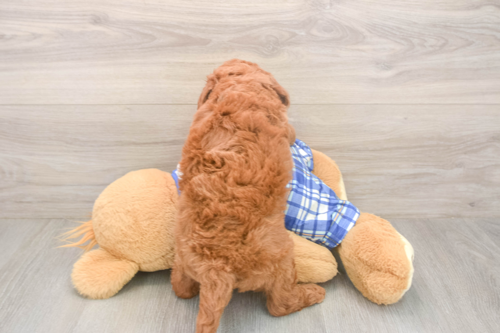 Meet Ego - our Mini Goldendoodle Puppy Photo  3/3 - Seaside Pups Mini Goldendoodle Puppy for Adoption