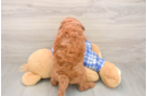 Meet Ego - our Mini Goldendoodle Puppy Photo  3/3 - Seaside Pups Mini Goldendoodle Puppy for Adoption