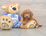 6 week old Mini Goldendoodle Puppy For Sale - Seaside Pups