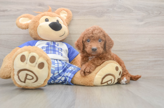 6 week old Mini Goldendoodle Puppy For Sale - Seaside Pups Small Mini Goldendoodle Baby