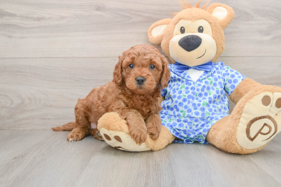 Mini Goldendoodle Pup Being Cute