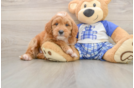 Adorable Golden Retriever Poodle Mix Poodle Mix Puppy