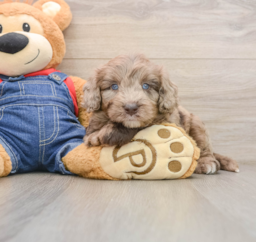 7 week old Mini Goldendoodle Puppy For Sale - Seaside Pups