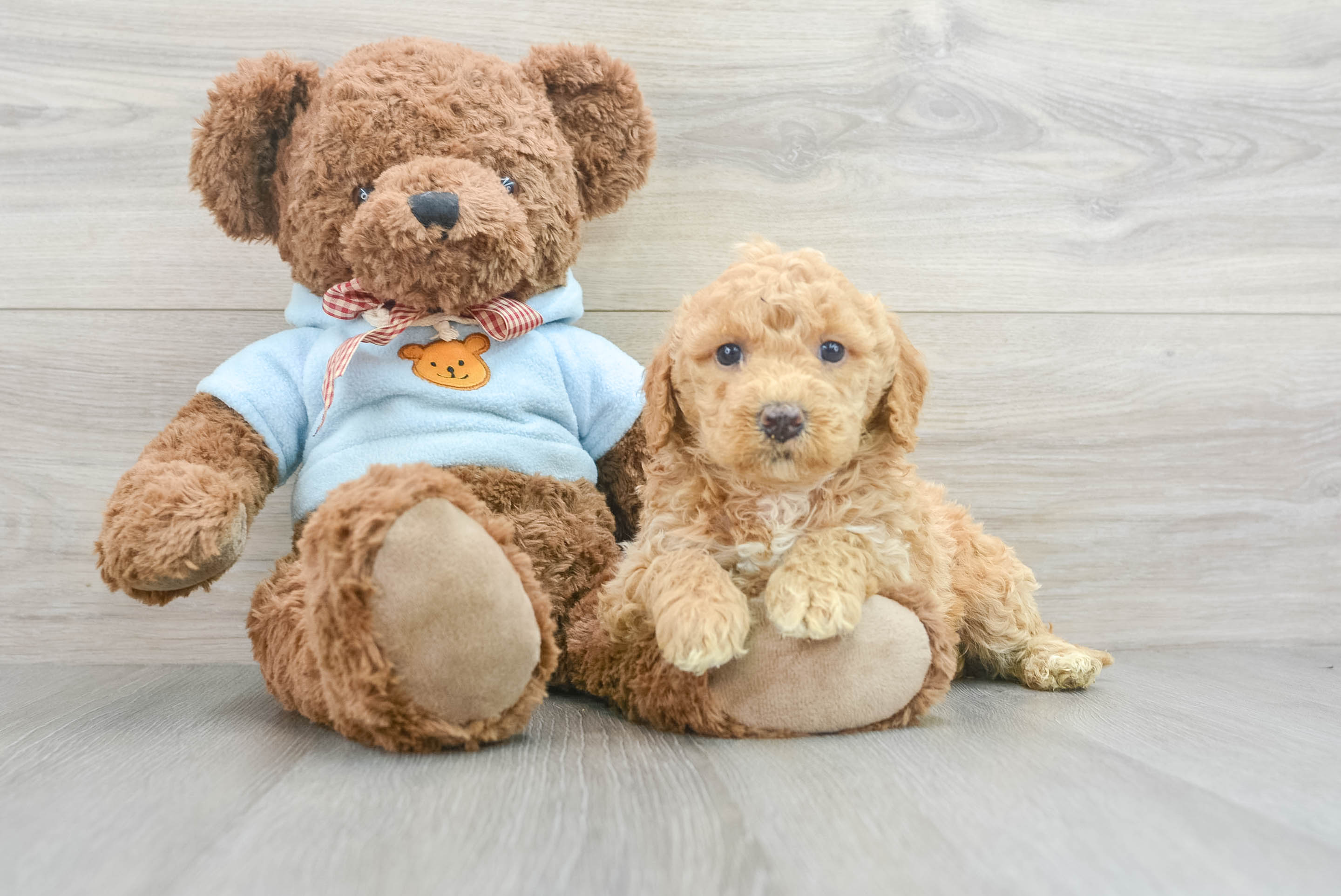 Little Golden Retriever Poodle Mix Puppy