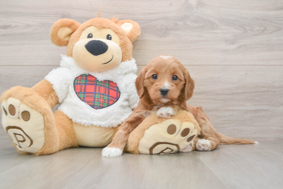 Best Mini Goldendoodle Baby