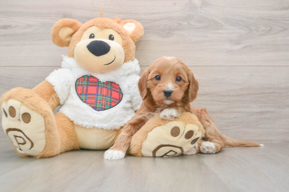 5 week old Mini Goldendoodle Puppy For Sale - Seaside Pups