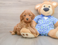 8 week old Mini Goldendoodle Puppy For Sale - Seaside Pups
