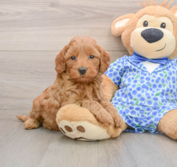 8 week old Mini Goldendoodle Puppy For Sale - Seaside Pups