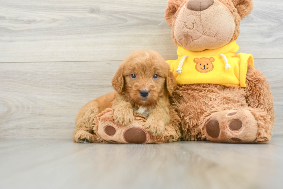 Petite Mini Goldendoodle Poodle Mix Pup