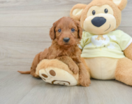 7 week old Mini Goldendoodle Puppy For Sale - Seaside Pups
