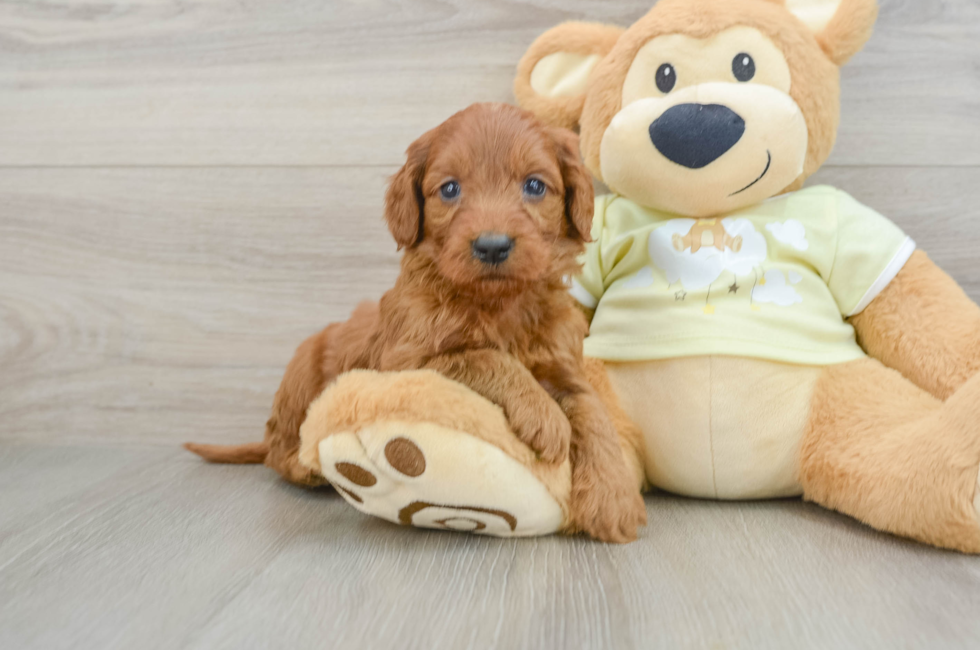 6 week old Mini Goldendoodle Puppy For Sale - Seaside Pups
