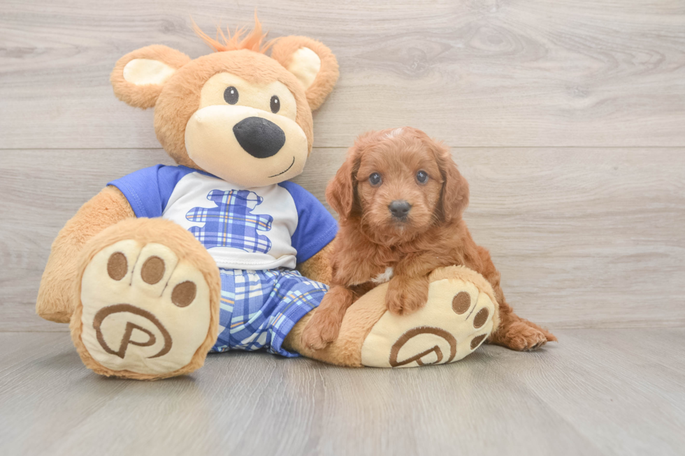 Mini Goldendoodle Puppy for Adoption