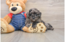 Mini Goldendoodle Pup Being Cute