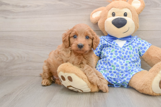 ELI, a Mini Goldendoodle littermate