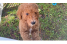 Mini Goldendoodle Puppy for Adoption