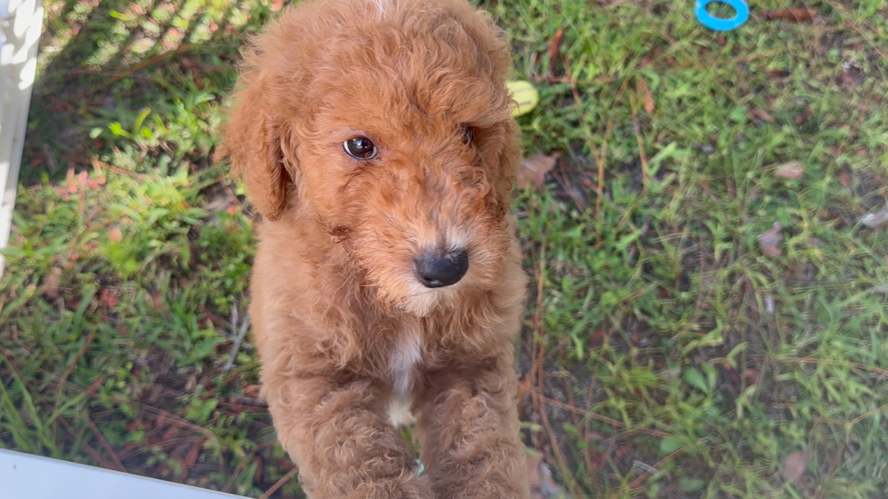 Mini Goldendoodle Puppy for Adoption