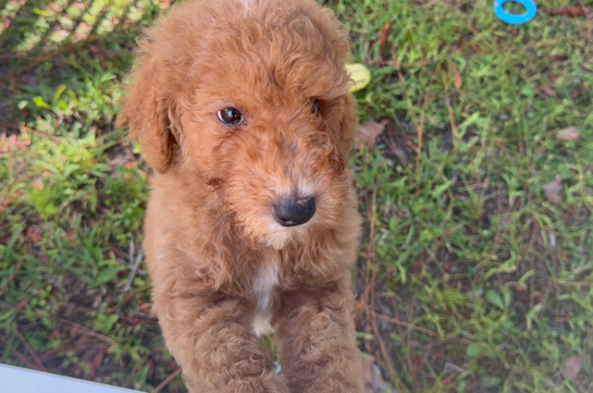 Mini Goldendoodle Puppy for Adoption