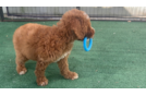 Mini Goldendoodle Puppy for Adoption