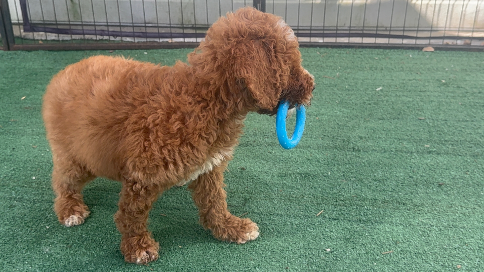 Mini Goldendoodle Puppy for Adoption