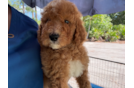 Mini Goldendoodle Puppy for Adoption