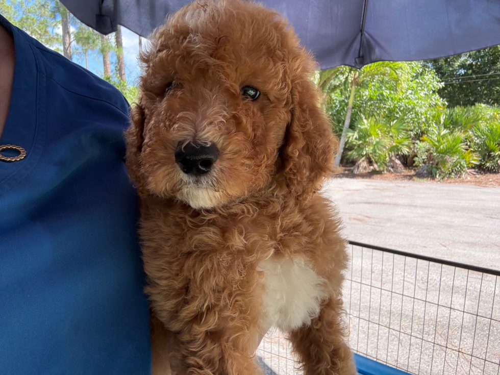 Mini Goldendoodle Puppy for Adoption