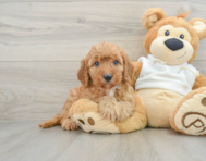 8 week old Mini Goldendoodle Puppy For Sale - Seaside Pups