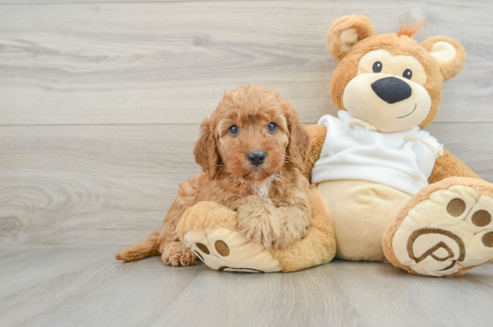 8 week old Mini Goldendoodle Puppy For Sale - Seaside Pups