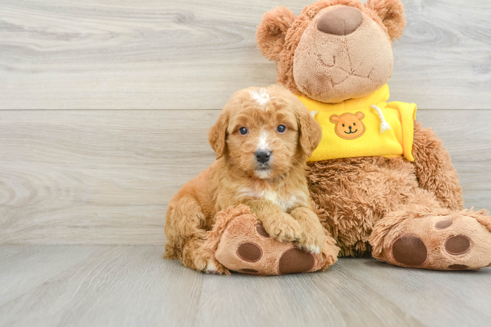 Popular Mini Goldendoodle Poodle Mix Pup