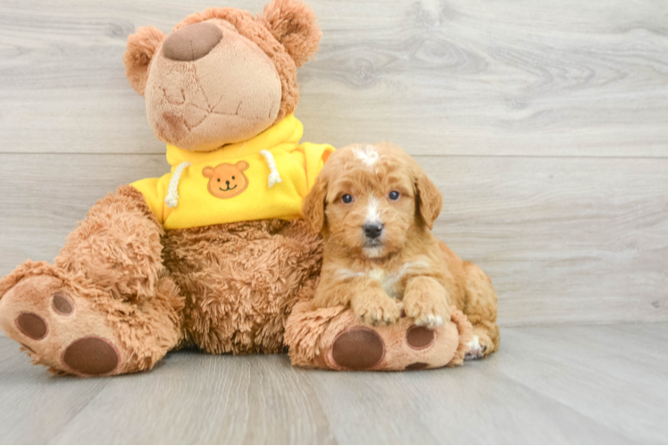 Mini Goldendoodle Puppy for Adoption