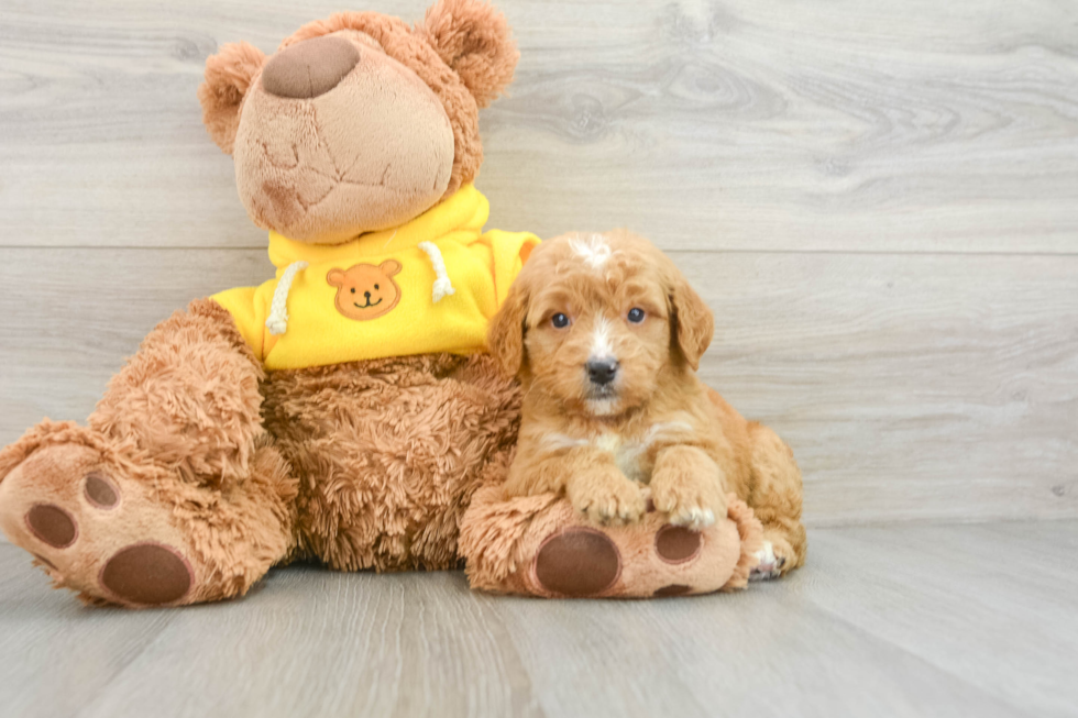 Mini Goldendoodle Puppy for Adoption