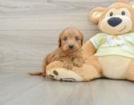 7 week old Mini Goldendoodle Puppy For Sale - Seaside Pups