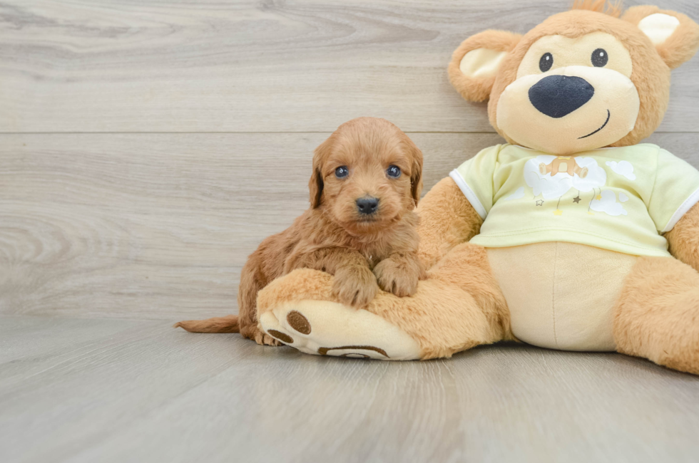 6 week old Mini Goldendoodle Puppy For Sale - Seaside Pups